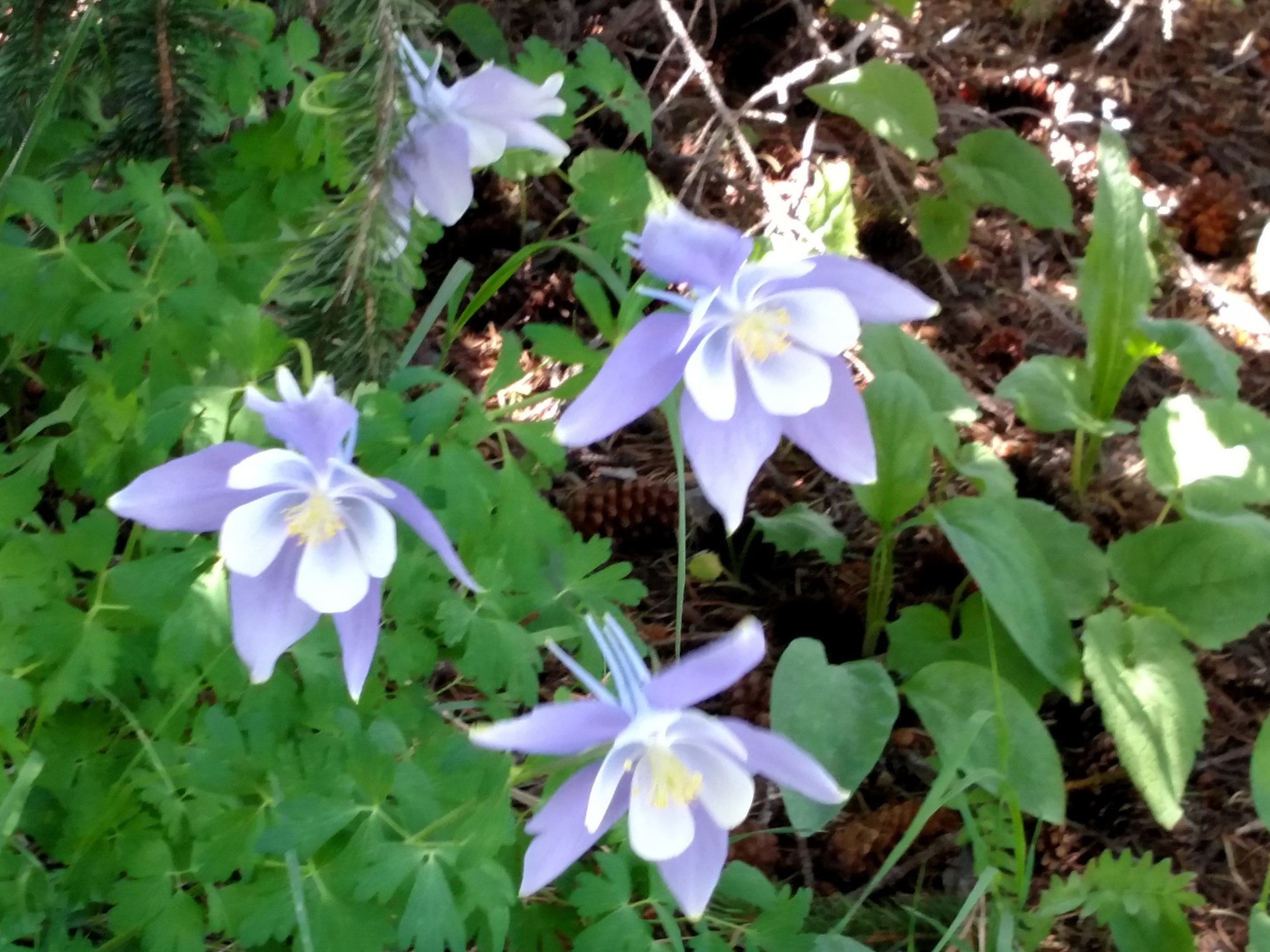 IMG_20160716_143704258